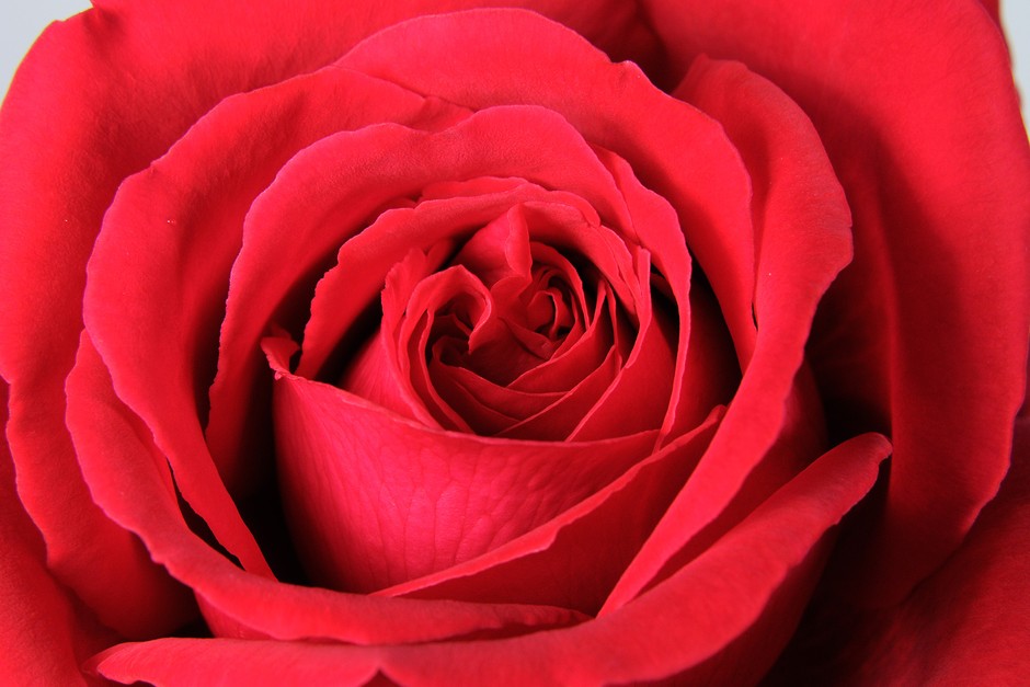 Premium Quality Roses